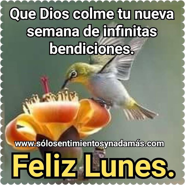 Nora Piña Ghazzaoui on Twitter: "Feliz lunes heemano@Cocoo tran, y demás  hermanos , que sea una semana de bendiciones , para todos .… "