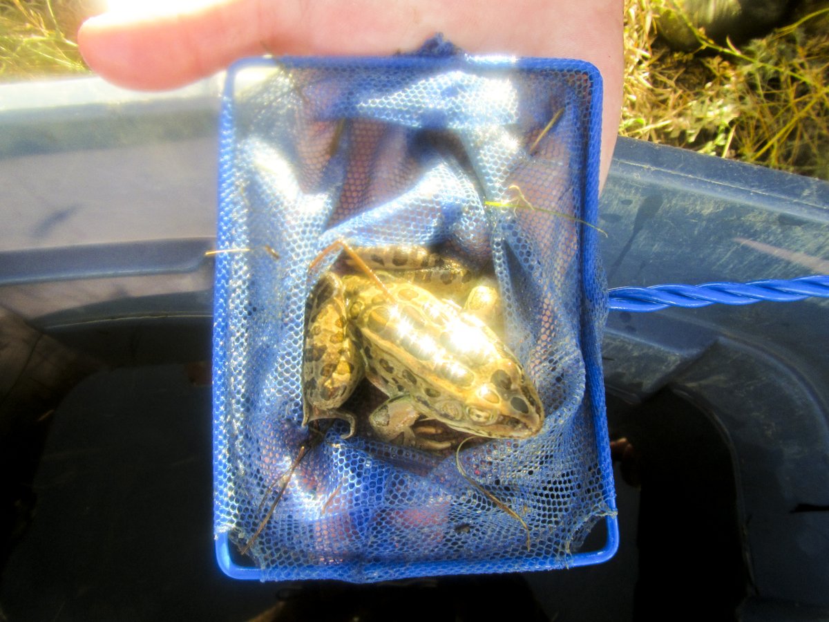 TUCanada1's tweet photo. What's that in our net? Sometimes we come across other species at Fish Rescue like this Northern Leopard Frog, a species-at-risk in Alberta. #frog #leopardfrog #speciesatrisk #wildlife #conservation #habitat #fish #fishrescue #TUCanada #Canadaswater #water https://t.co/ZQSsfXw2kN