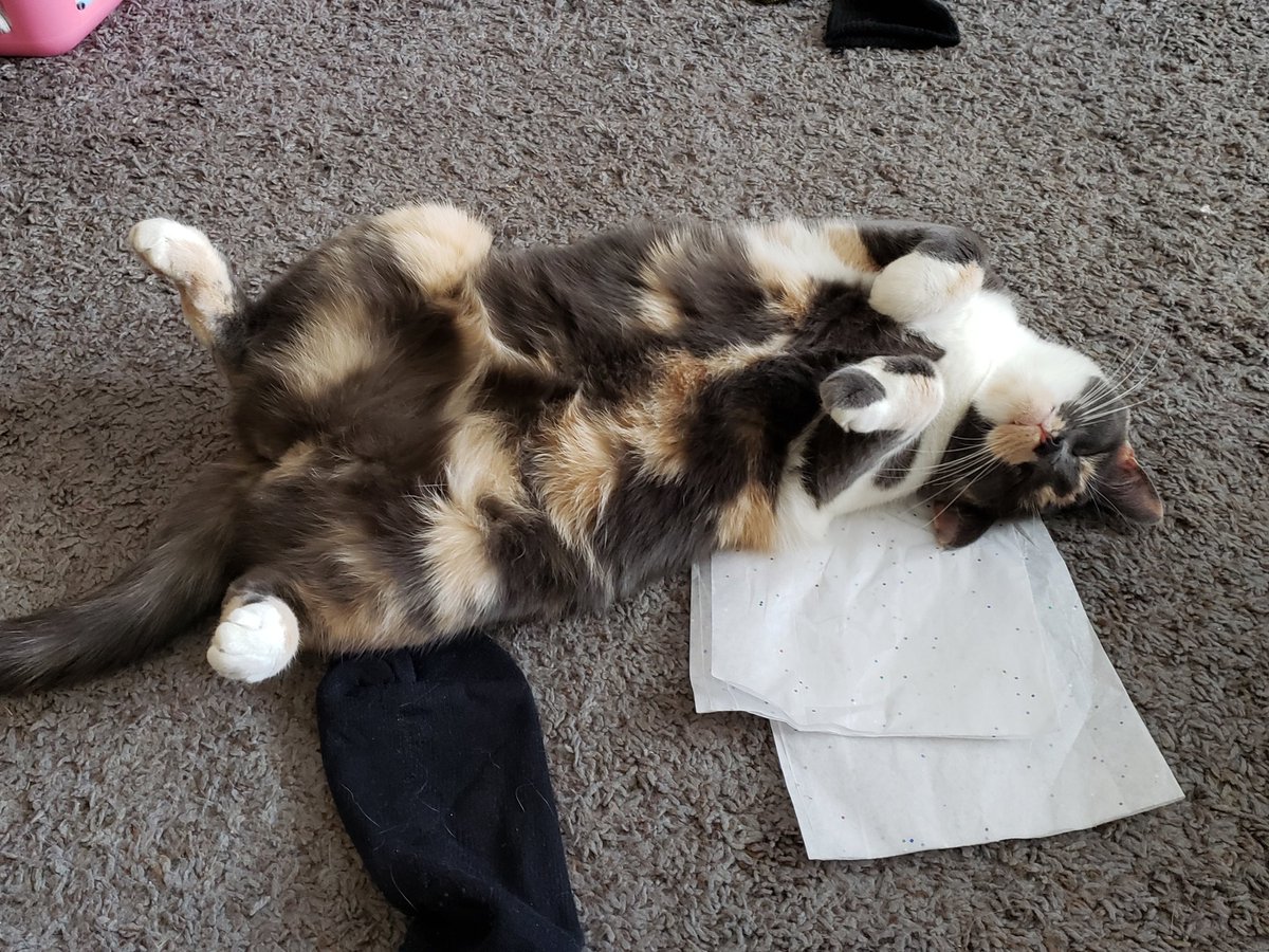 OoglieBean's tweet photo. #ViBean being an Upside-Down Caterpillar. Belly up for good luck rubs! #Cats #Cute #CatsOfTwitter https://t.co/sDVGue8m4d