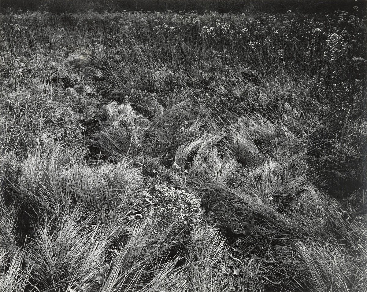 uchuubou's tweet photo. Harry Callahan, 1950 https://t.co/nveqMRZqR9