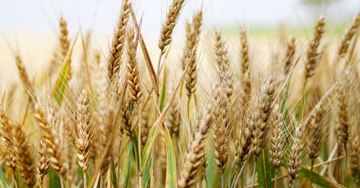 Some believe untreated urea isn’t at risk to volatilization when the weather cools after harvest. Learn more about Kansas State University research that contradicts the belief. ow.ly/ZYkI50C96Of