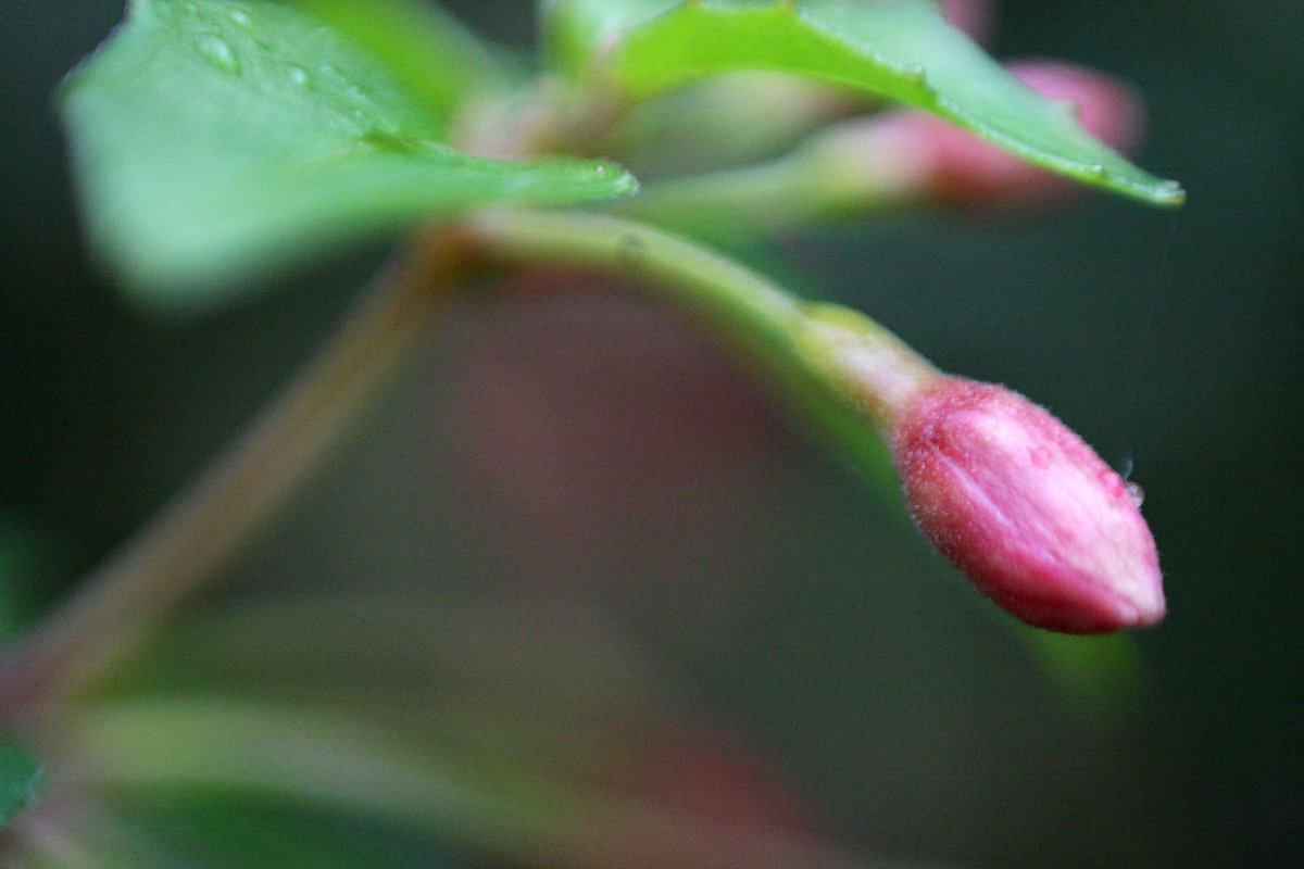 thecatbath's tweet photo. Really fun to walk several miles around the city centre today with delightful Coventry based photographer @PatchingSinead and play with digital learning about #freelensing. Cheers for the knowledge and welcome to Twitter, Sinéad!

#hydrangea #fuchsia #macro #coventry https://t.co/eCNXGLGNDL