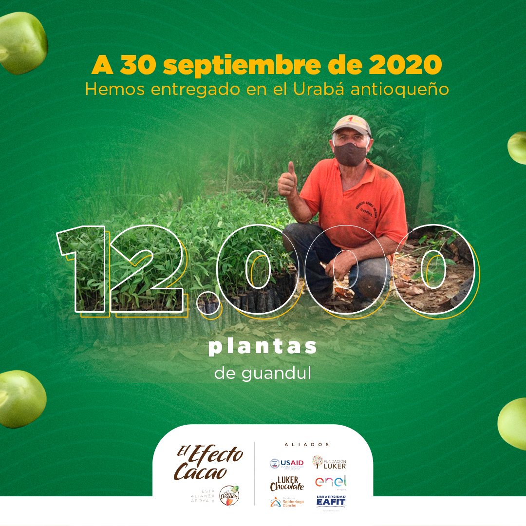 ElEfectoCacao's tweet photo. En #Urabá entregamos guandul a nuestros productores. Esta leguminosa da sombra a los árboles de cacao recién sembrados, mejora las condiciones del suelo y es una valiosa fuente de alimento. 
@USAID_Colombia @FundacionLuker @Luker_Chocolate
@EmgesaEnergia @SaldarriagaConc @EAFIT https://t.co/tshxQSeEsM
