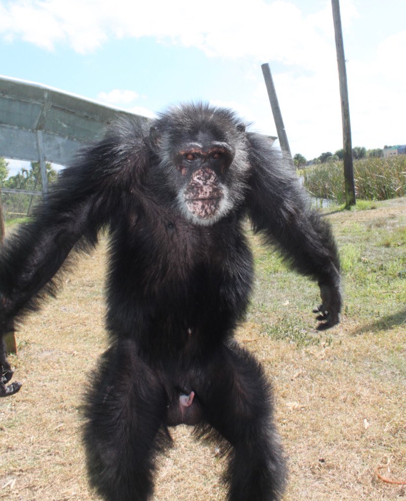 SaveTheChimps's tweet photo. Chimps can run up to 25 miles per hour and can easily outrun a human for a short distance. However, humans are better at running longer distances. So, who is ready for #Chimpathon?! Visit https://t.co/jYjn91YUrY to register today! #DocTheChimp https://t.co/jnQGWVgWKn