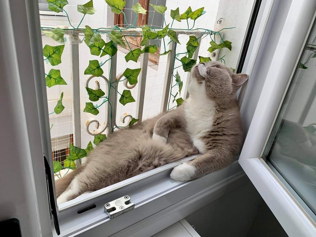 DailyCutest tweet picture