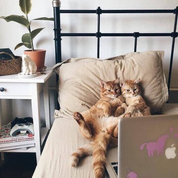 cloudc_'s tweet photo. ثنائي لطيف 🐈💛 https://t.co/Y01PP4Ay6D