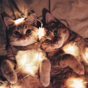 ثنائي لطيف 🐈💛