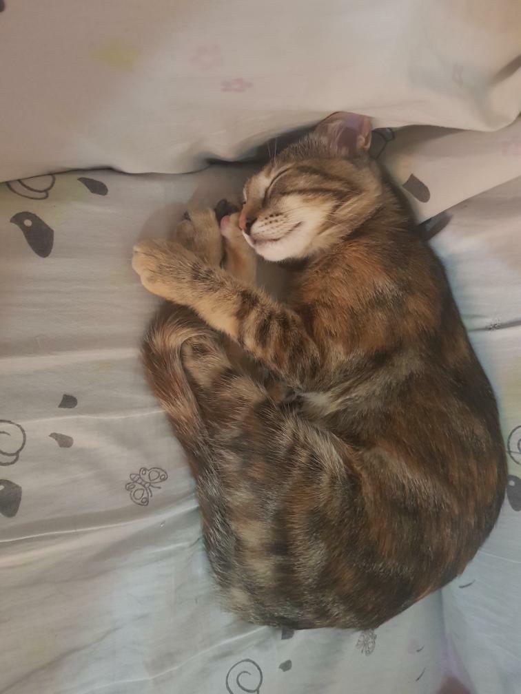 RodamonsDeRubi's tweet image. SE BUSCA A DAMA

Hembra joven perdida el pasado 28 de octubre en la zona de Can Roses - RUBÍ.

Si alguien la ve o encuentra rogamos contacten con el tlf. 632891489

Rogamos difusión