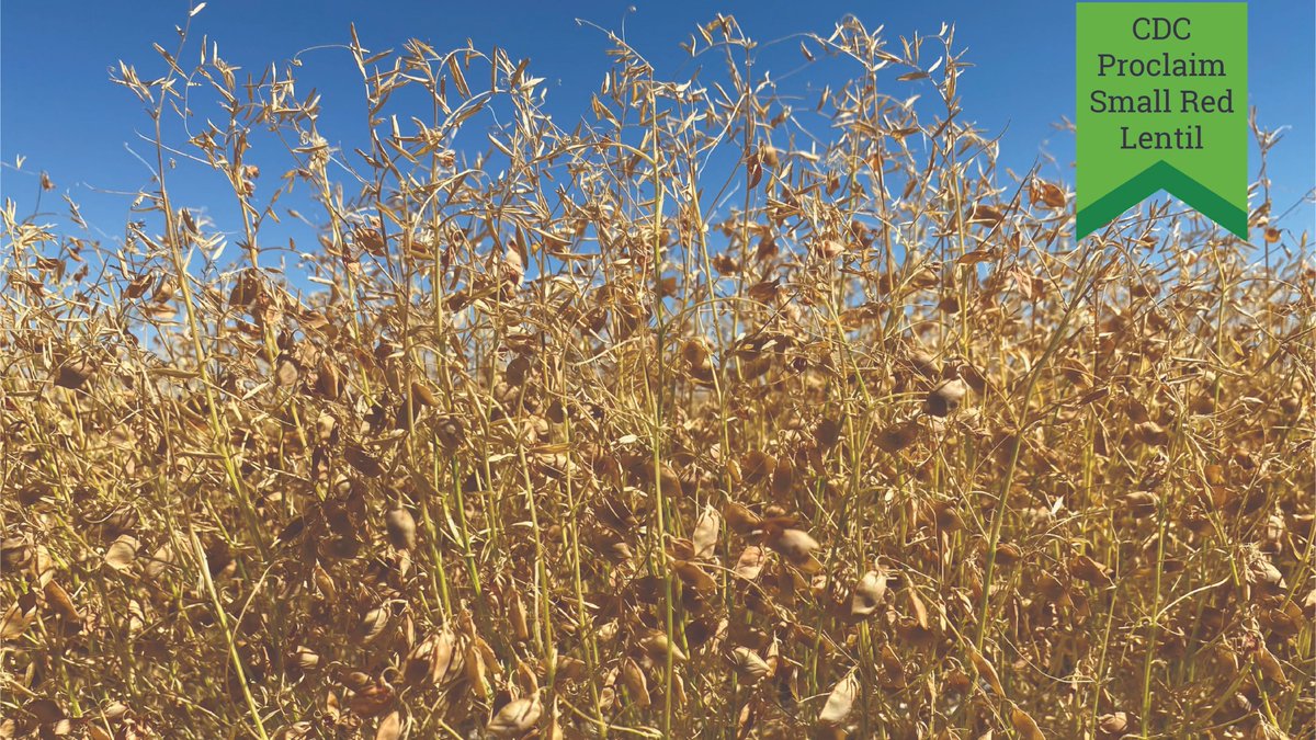seednetca's tweet photo. Yield success with CDC Proclaim Small Red Lentils. Similar in size and traits to Maxim...but with higher yields! Learn more at https://t.co/xIsS0RNHj2
#SeedNetLentil #CDCProclaim https://t.co/rk6aYmJ0Y6