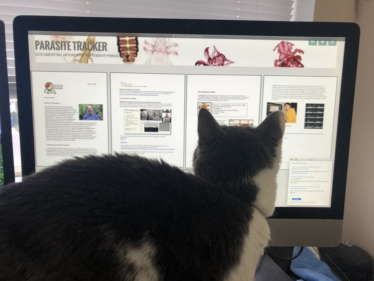 buggyb1020's tweet photo. Again, my coworker is taking all the screen time! #PetsOfECN #ECN2020 learning about working with collections remotely during the pandemic! https://t.co/g0nYofed8r