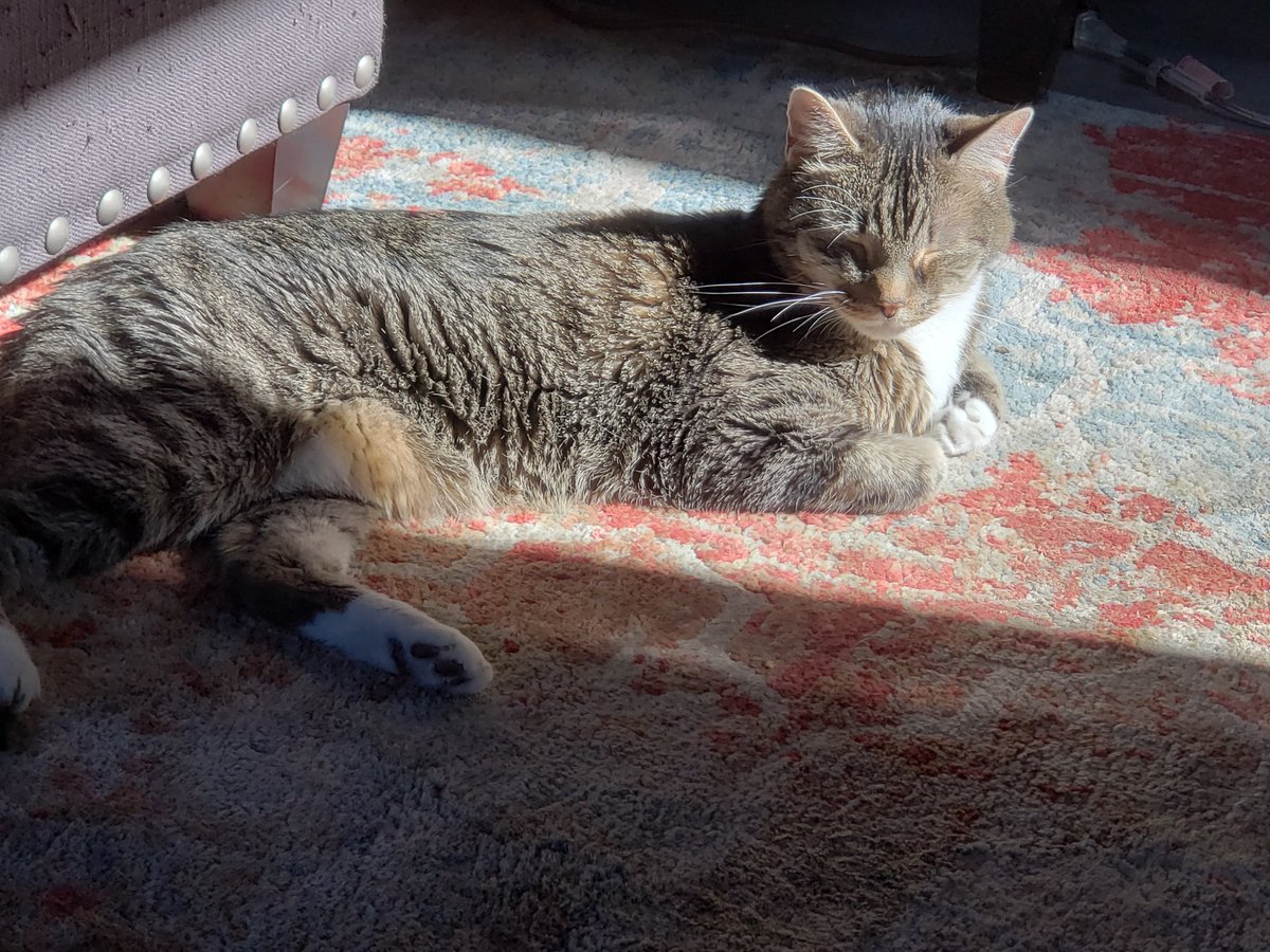 Gr8Communicate's tweet photo. @AllthingsIC She is beautiful! Otis in Austin, my business partner many days says hi. 😁 #CommsCats https://t.co/7b09E4xhyd