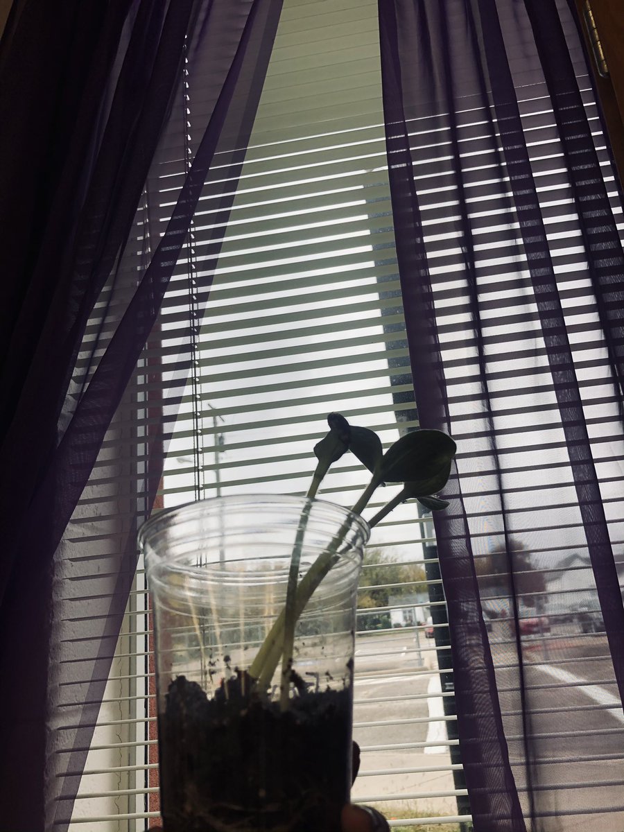 BowensPrek's tweet photo. Our pumpkin seeds sprouted and went home today! https://t.co/lThBBfKS9E