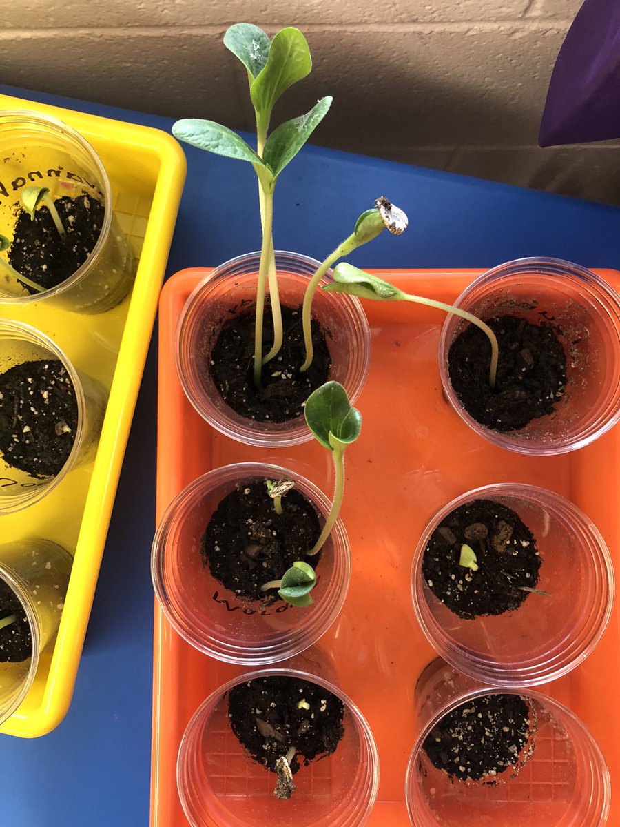 BowensPrek's tweet photo. Our pumpkin seeds sprouted and went home today! https://t.co/lThBBfKS9E