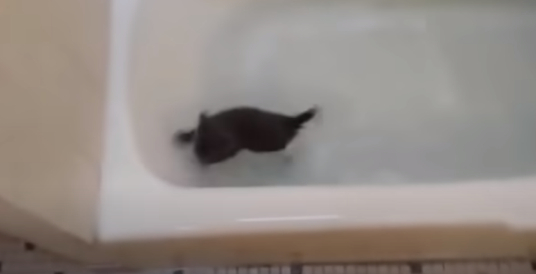 AnmNews's tweet image. anmnews.in/?p=133100
টুক করে বাথটাব ঝাঁপ দিলো বিড়ালছানাটি! তারপর?

#cat #kitten #cutevideo