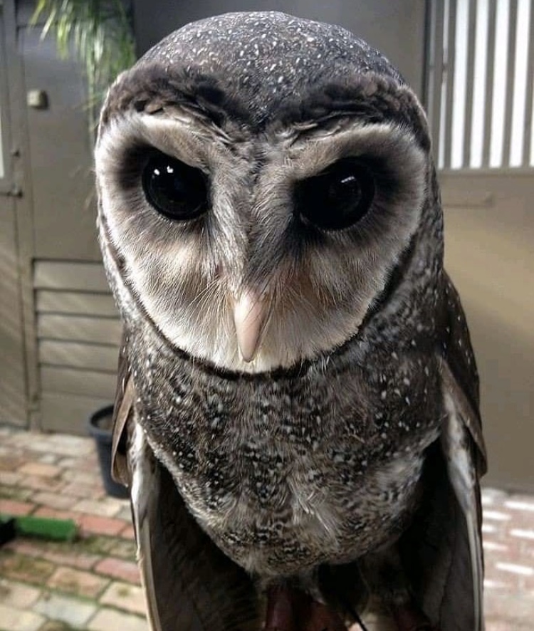 OwlsEveryHour's tweet photo. #OwlHour https://t.co/4hCJ0Z8MGI