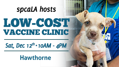 spcaLA's tweet photo. Save the date! Our next Low Cost Vaccice Clinic is December 12th at #spcaLASouthBay. https://t.co/k95sTkhdo0

#Since1877 #FriendsforLife #spcaLA #HealthyPets #LCVC https://t.co/F1NdHe3t7G