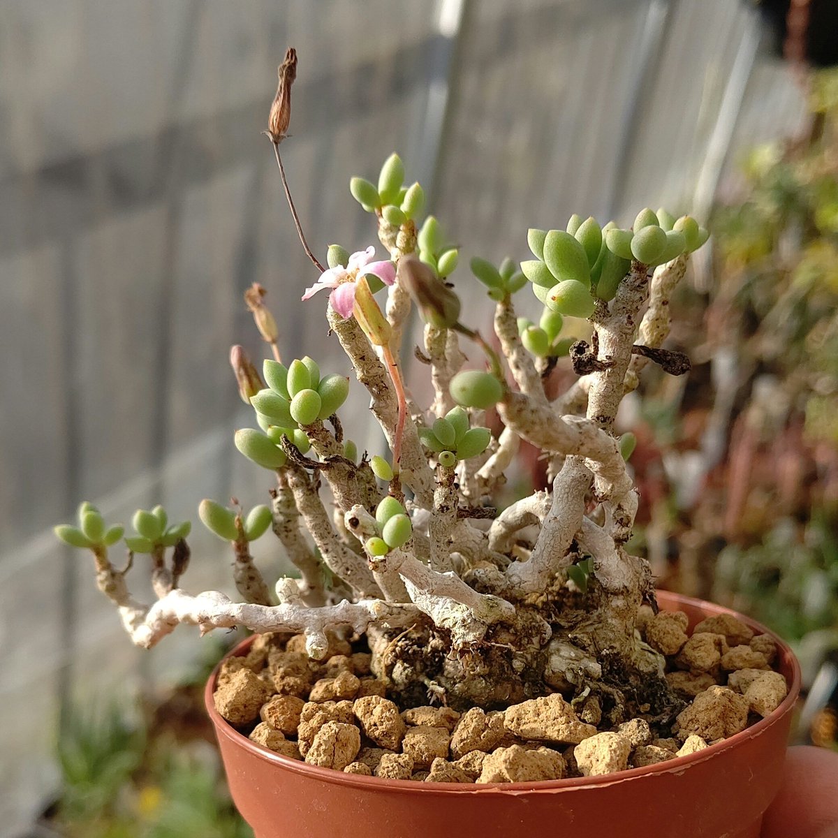 オマメプランツ Tylecodon Sinus Alexandra ナマクアランドの小さき塊根植物です 絞めて作ると小粒になります オマメプランツ 多肉植物 サボテン 京都 多肉植物販売 天神さん 菊屋雑貨店 Plantplant 植物 塊根植物 Caudex Cactus