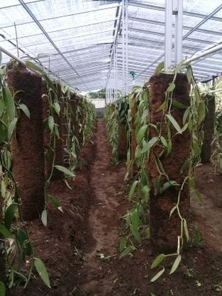 Very productive method for growing vanilla.
#vanilla #vanillabean #vanillaplanifolia #pompona #vanillapompona #vanillabeans #mexican #mexicanvanilla #mexicanvanillabeans #vanillabakery #vanillasugar #vanillacookies #baking #vanillaplant #orchid #vanillaaroma #mexicanproduct