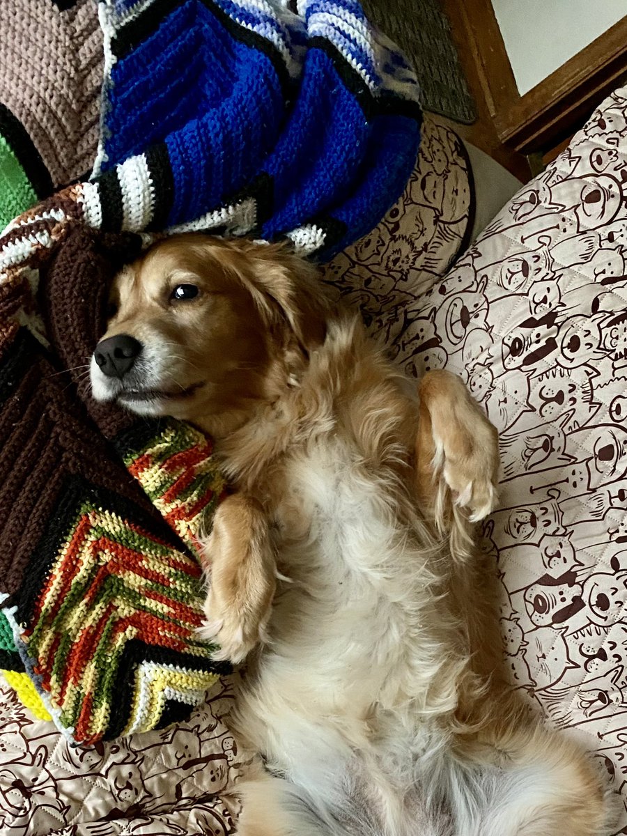 FinleyGolden's tweet photo. These anti-inflammatory meds &amp; muscle relaxers have me feeling like..... #loopy #GoldenRetrievers #NeckSprain https://t.co/aIzma9FAk5