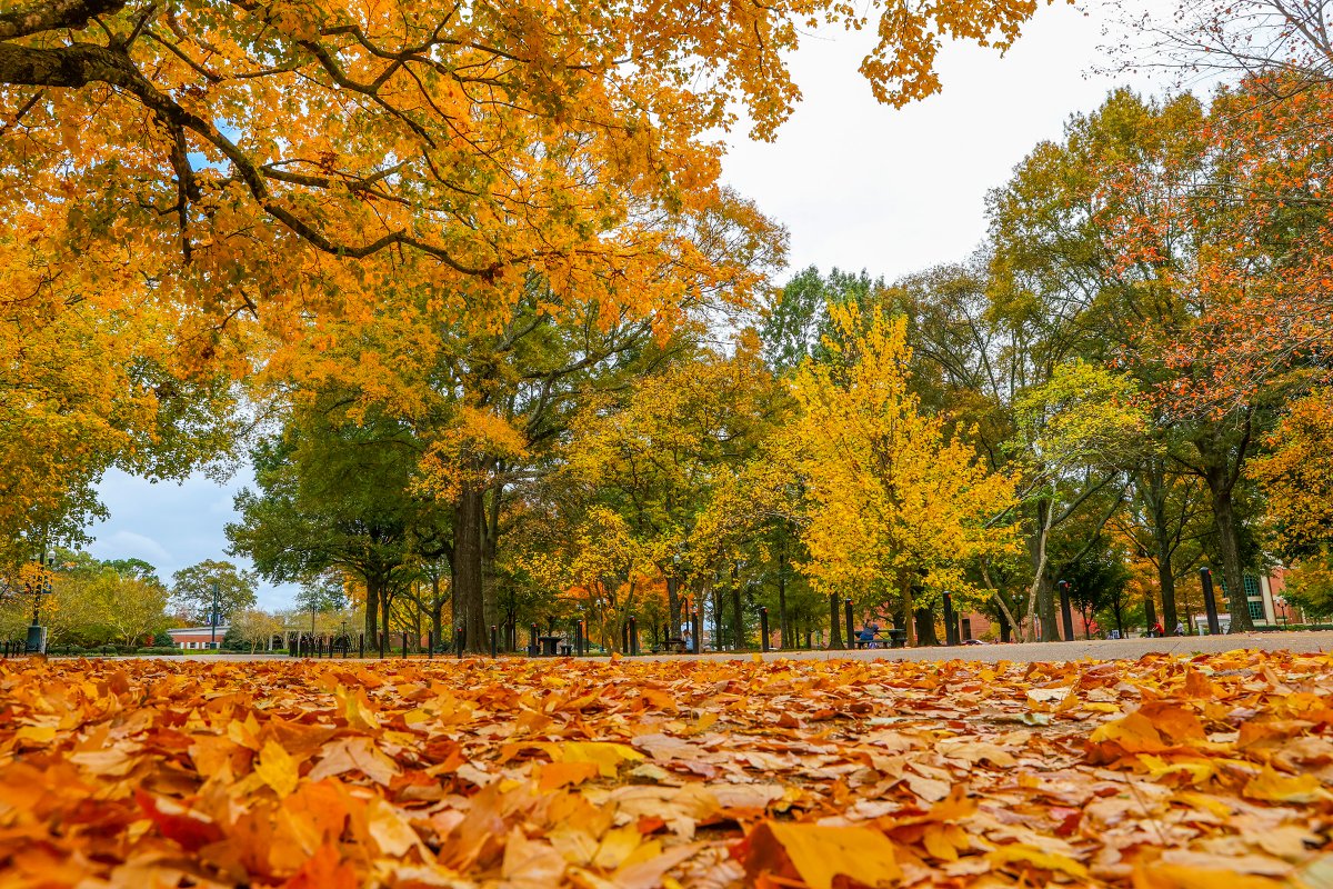 OleMissPix's tweet photo. The Grove. 

November 9th, 2020 https://t.co/CvHSpMHx4Q