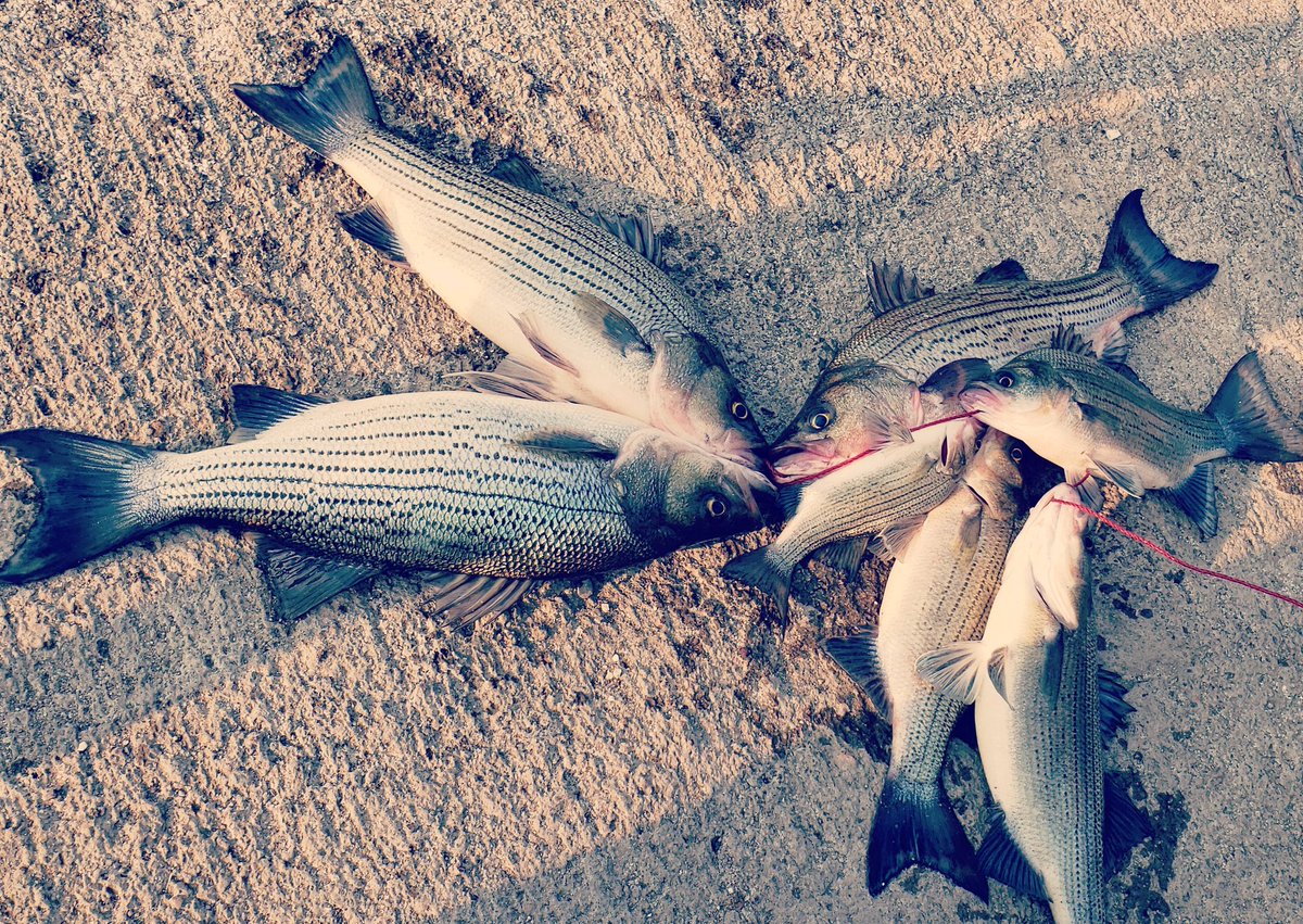 MapopFishing's tweet photo. Fall bite is definitely on in the Mid-west! Get out and get on them!
https://t.co/canBbecvrG
#customfishinglures #whitebassfishing #wiperfishing #bassfishing #fallfishing #fallbite #whitebassrun #fishing #fishinglife #fishingbass #basslures #midwestfishing #fishingkids #fish https://t.co/FrqE5MD1qs