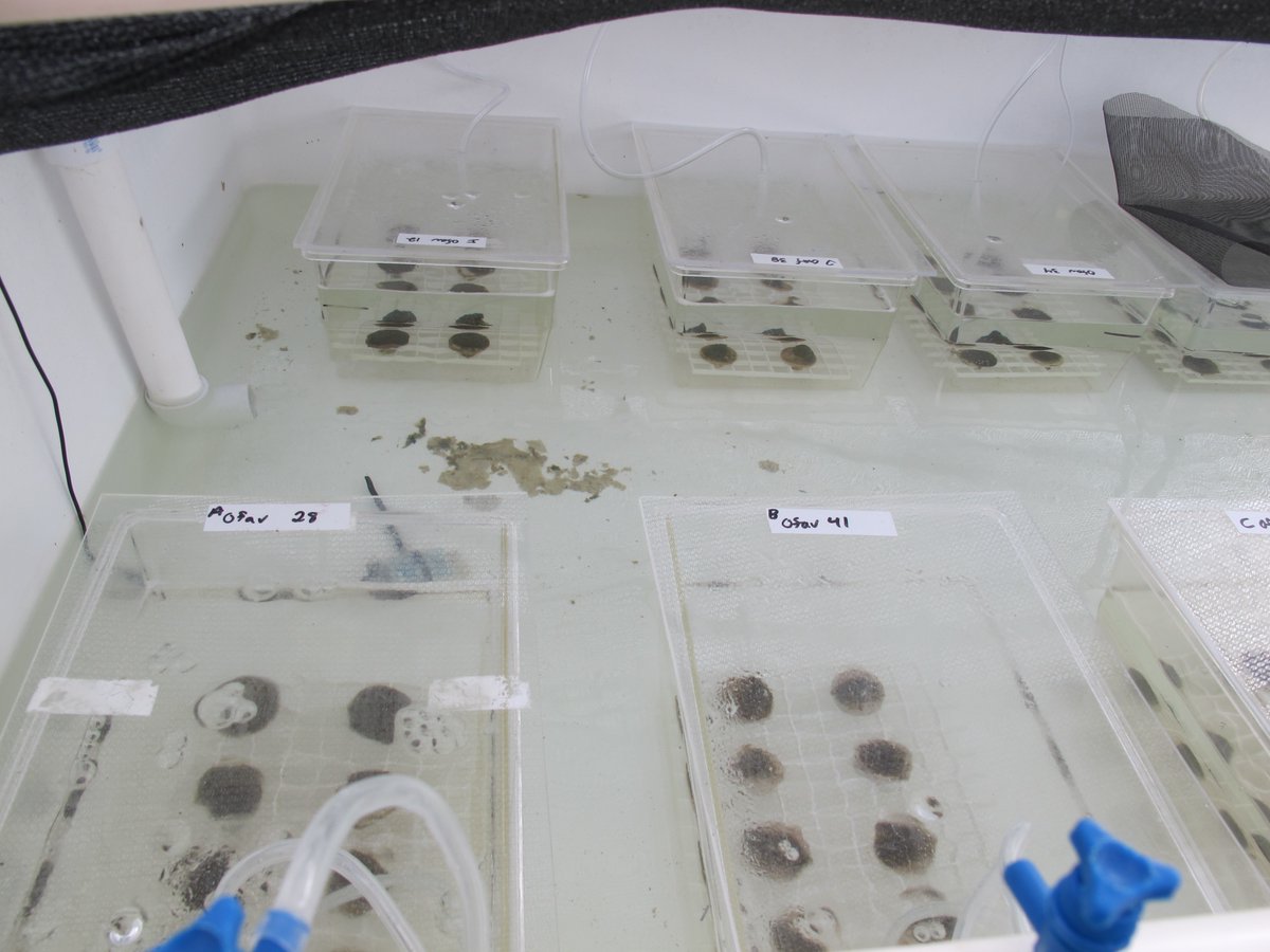 DrChrisKellogg's tweet photo. Had a great few days at @SmithsonianSMS working with the @PolypProtectors to get a coral disease experiment set up that we hope will give us major insight into what is causing the disease. Now we wait for results (and hope tropical storm/hurricane Eta doesn't mess it up) https://t.co/Xtw53Ffn44