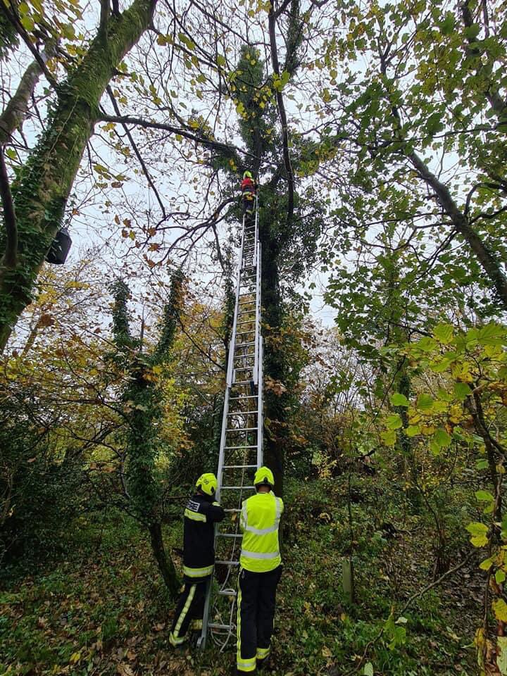 PollyLBolton's tweet photo. The power of social media! Today I put up a post on fb asking people to look out for our cat who had been missing for 5 days. Within the hour people had messaged round and found her! Scared up a tree to a height of 10.5m the amazing #BuckfastleighFire and RSPCA rescued her! https://t.co/kkpvhQSAnH