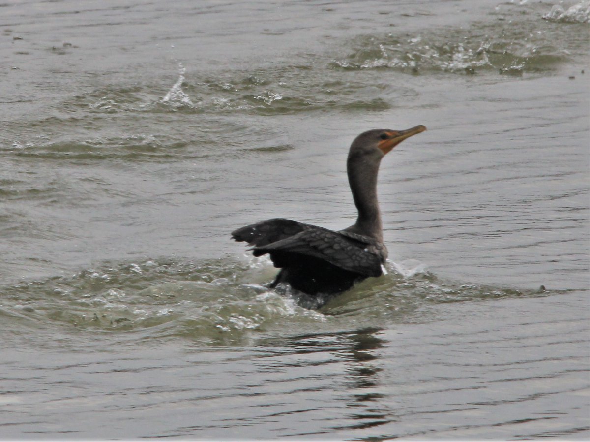 THEY'RE BACK! The #cormorants have returned to the waters of #RiverLegacyPark in #ArlingtonTX. The #pelicans are sure to follow.