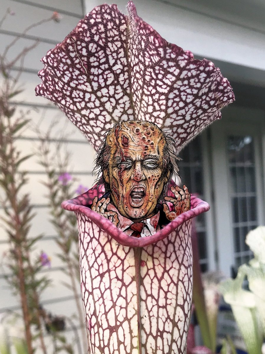 DirtyDivisions's tweet photo. Taking care of another pest, but Iโm sure itโll probably rot the pitcher out. Should I save it?
.
#bidenharrisforthewin #YoureFiredTrump #januarycantcomesoonenough #bidenharris2020 #yourefired #trumpisfired #Sarracenia #leucophylla #plants #plantsmakepeoplehappy #pitcherplants https://t.co/w9TunNYLvG