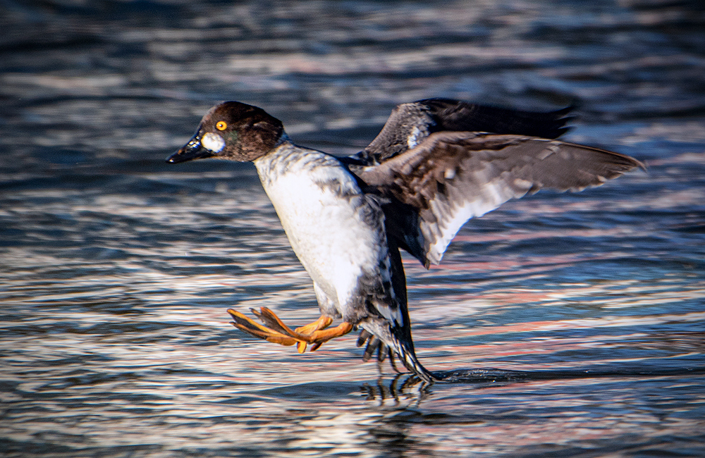 LintuPaivassa's tweet photo. #Telkkä #Knipa #CommonGoldeneye⁠
#BucephalaClangula⁠
⁠

#Linnut #Birds https://t.co/E4Ph7HQk4w
