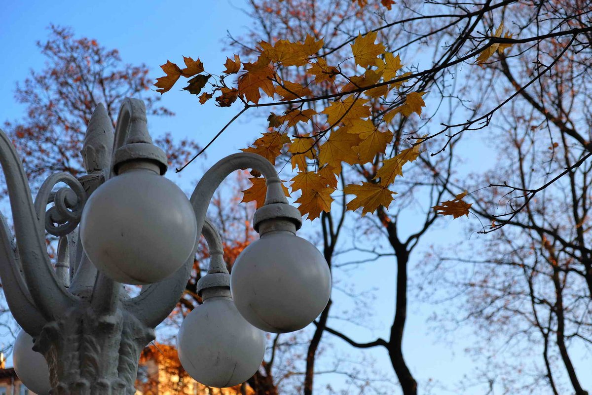Mosgorsad's tweet photo. Мгновения осени в саду "Эрмитаж" 🍂🍁
⠀
#mosgorsad #садэрмитаж https://t.co/ex2CBDmI2F