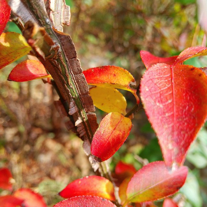 カミソリの木のtwitterイラスト検索結果