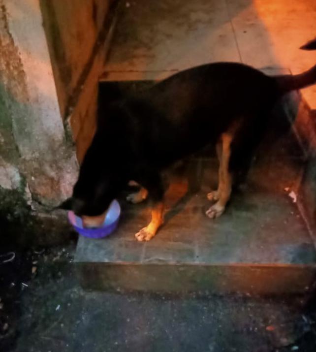 streetanimalsin's tweet photo. Feeding Day 241 : Date 08.11.2020
.
Showering your love
stay connected with humanity
.
#pawsandclawsofficial #pacofficialindia #forfutureindia #forfutureindiateam #foodfeeding #animallover #betterlivesfordogs #betterlivesfordogsindia #protectanimals #animalprotectionassociation https://t.co/tfc4sB748y