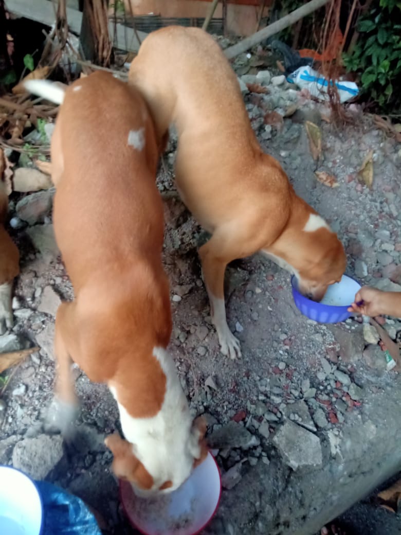 streetanimalsin's tweet photo. Feeding Day 241 : Date 08.11.2020
.
Showering your love
stay connected with humanity
.
#pawsandclawsofficial #pacofficialindia #forfutureindia #forfutureindiateam #foodfeeding #animallover #betterlivesfordogs #betterlivesfordogsindia #protectanimals #animalprotectionassociation https://t.co/tfc4sB748y