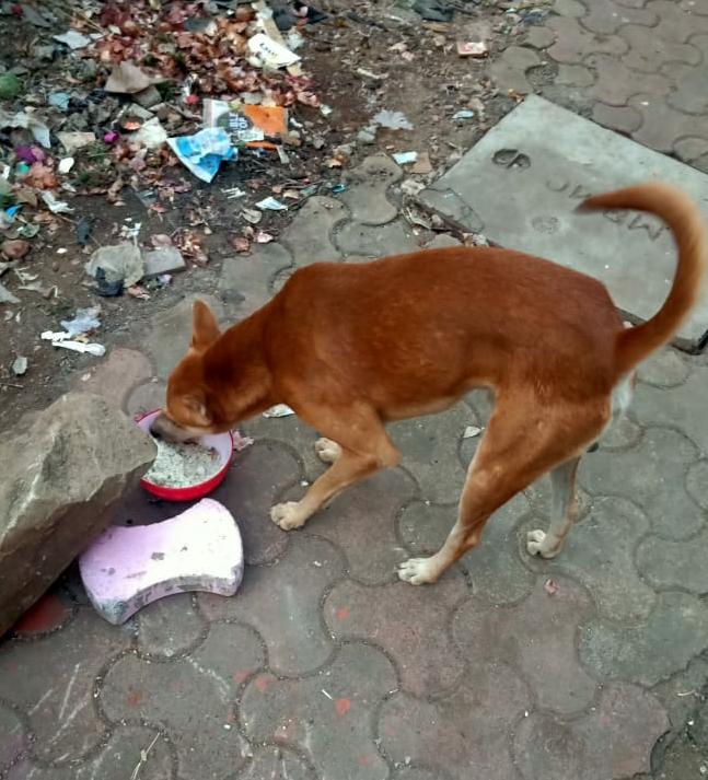streetanimalsin's tweet photo. Feeding Day 241 : Date 08.11.2020
.
Showering your love
stay connected with humanity
.
#pawsandclawsofficial #pacofficialindia #forfutureindia #forfutureindiateam #foodfeeding #animallover #betterlivesfordogs #betterlivesfordogsindia #protectanimals #animalprotectionassociation https://t.co/tfc4sB748y