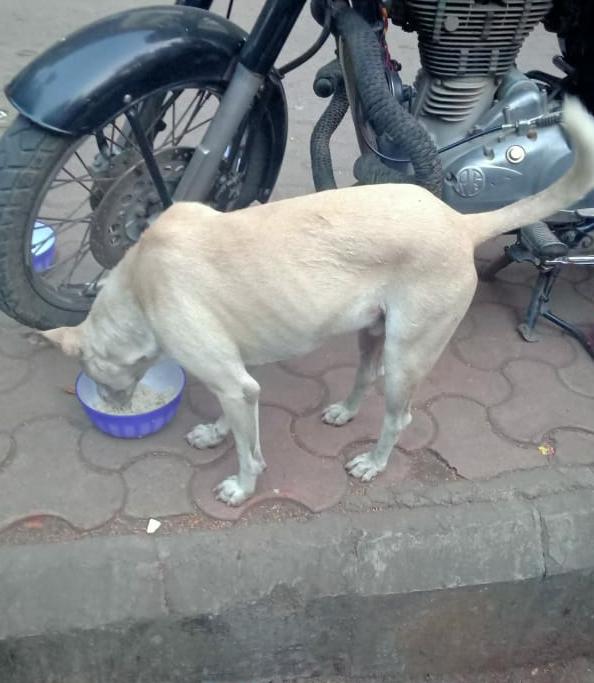 streetanimalsin's tweet photo. Feeding Day 241 : Date 08.11.2020
.
Showering your love
stay connected with humanity
.
#pawsandclawsofficial #pacofficialindia #forfutureindia #forfutureindiateam #foodfeeding #animallover #betterlivesfordogs #betterlivesfordogsindia #protectanimals #animalprotectionassociation https://t.co/tfc4sB748y