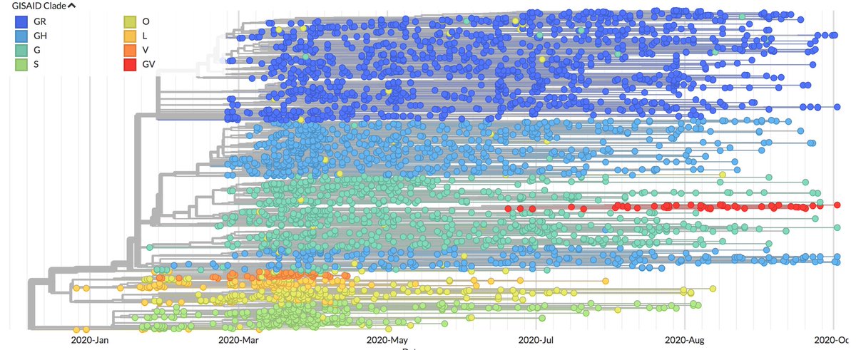The length of CoV genomes is about 30,000 nucleotides, which is exceptionally long for an RNA virus (by comparison, the length of AIDS and Ebola virus genomes are about 10,000 and 19,000 nucleotides, respectively).