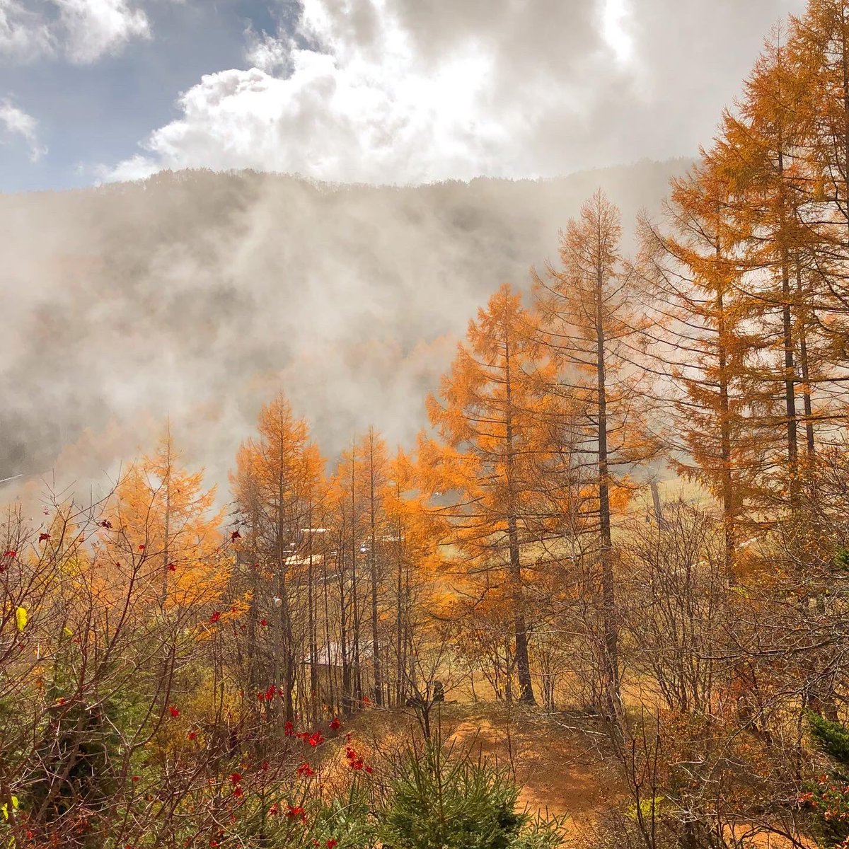 八千穂山荘 昔見た唐松の黄葉が見たいと 八千穂山荘にいらっしゃったお客様です お天気にも恵まれ 八千穂高原の彩り豊かな秋を堪能されました 八千穂山荘 八千穂高原 長野県 佐久穂町 しあわせ信州 北八ヶ岳 信州のいいところ 八ヶ岳