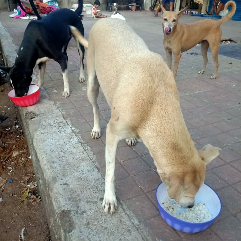 streetanimalsin's tweet photo. Feeding Day 242 : Date 09.11.2020
.
Showering your love
stay connected with humanity
.
Thank you For Love & Support
@Childhelpindia
#pawsandclawsofficial #pacofficialindia #forfutureindia #forfutureindiateam #foodfeeding #animallover #betterlivesfordogs https://t.co/4IT6LekGo8