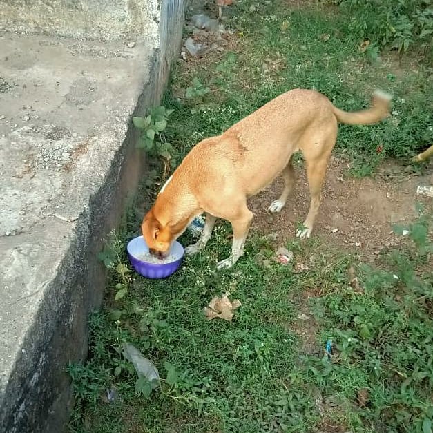 streetanimalsin's tweet photo. Feeding Day 242 : Date 09.11.2020
.
Showering your love
stay connected with humanity
.
Thank you For Love & Support
@Childhelpindia
#pawsandclawsofficial #pacofficialindia #forfutureindia #forfutureindiateam #foodfeeding #animallover #betterlivesfordogs https://t.co/4IT6LekGo8