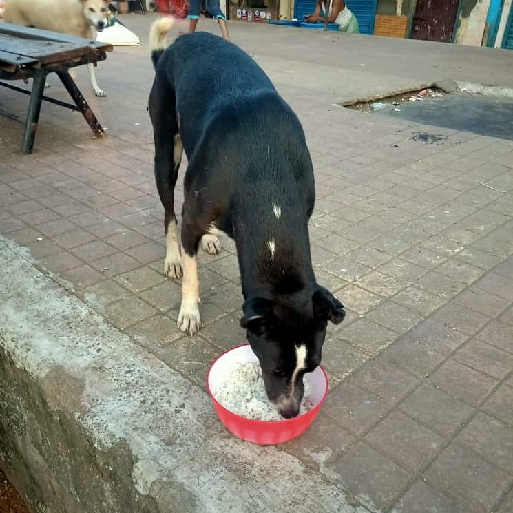 streetanimalsin's tweet photo. Feeding Day 242 : Date 09.11.2020
.
Showering your love
stay connected with humanity
.
Thank you For Love & Support
@Childhelpindia
#pawsandclawsofficial #pacofficialindia #forfutureindia #forfutureindiateam #foodfeeding #animallover #betterlivesfordogs https://t.co/4IT6LekGo8