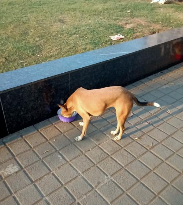 streetanimalsin's tweet photo. Feeding Day 242 : Date 09.11.2020
.
Showering your love
stay connected with humanity
.
Thank you For Love & Support
@Childhelpindia
#pawsandclawsofficial #pacofficialindia #forfutureindia #forfutureindiateam #foodfeeding #animallover #betterlivesfordogs https://t.co/4IT6LekGo8