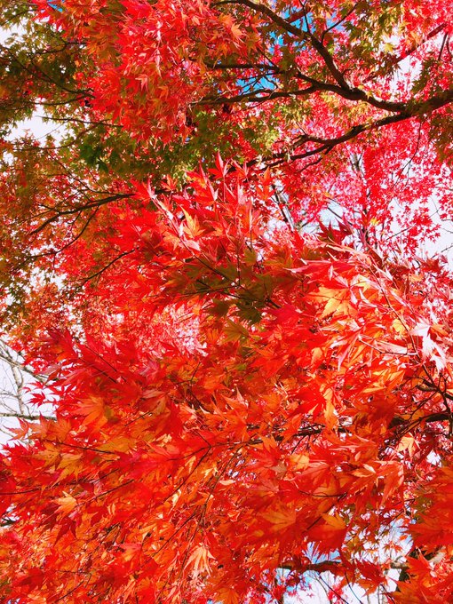 「秋 自然」のTwitter画像/イラスト(人気順)