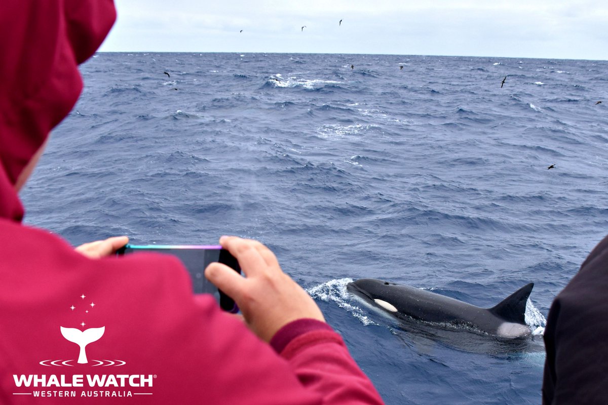 WhaleWatchWA's tweet photo. Best mates with an apex predator🤗 Join The Pod® for Bremer Bay Orca Season 2021 and meet some new best friends as we introduce you to Australia's favourite Orca families❤️🐬➡️ https://t.co/OFGjGVyiOn

#WhaleWatchWesternAustralia #JoinThePod #LearnTheLanguageOfTheWhales https://t.co/uA9UPzNVBZ