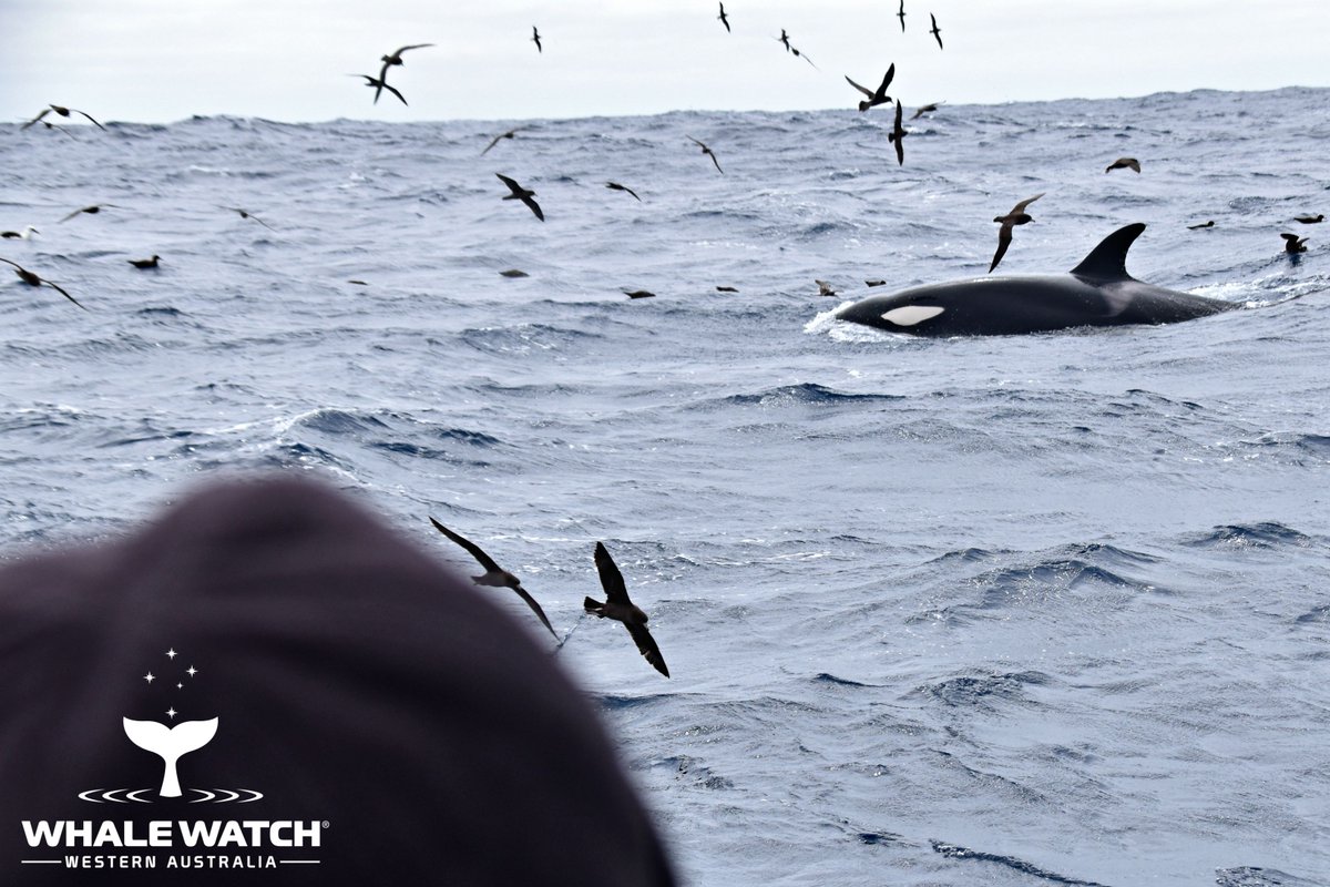 WhaleWatchWA's tweet photo. Best mates with an apex predator🤗 Join The Pod® for Bremer Bay Orca Season 2021 and meet some new best friends as we introduce you to Australia's favourite Orca families❤️🐬➡️ https://t.co/OFGjGVyiOn

#WhaleWatchWesternAustralia #JoinThePod #LearnTheLanguageOfTheWhales https://t.co/uA9UPzNVBZ