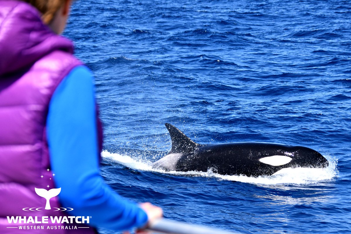 WhaleWatchWA's tweet photo. Best mates with an apex predator🤗 Join The Pod® for Bremer Bay Orca Season 2021 and meet some new best friends as we introduce you to Australia's favourite Orca families❤️🐬➡️ https://t.co/OFGjGVyiOn

#WhaleWatchWesternAustralia #JoinThePod #LearnTheLanguageOfTheWhales https://t.co/uA9UPzNVBZ