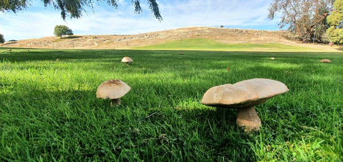Free food, given grace through a police stop to forage in lockdown....#food #foodporn #instafood #foodphotography # healthyfood #delicious #deliciouscooking #cooking #NZ #love #lockdown #eat
#foodblogger #chef #foodlover #veganfood #vegan #forage #foraging
#vegetarian