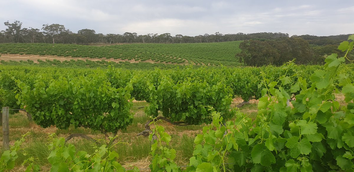 RussellMarch2's tweet photo. After a couple of grower visits its nice to see a premium vineyard midflower. IcON Super ZM60 second season.#viticulture #sonicessentials #vinenutrition https://t.co/EFWKS3SDRw