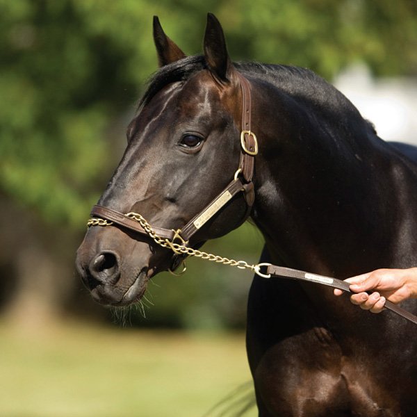 WoodlandsStudNZ's tweet photo. Self Assured gives the stallion king Bettors Delight another NZ Cup! Congrats to @FeissJean and @AllStarsRacing_ 
#theimmovableobject 👊👌 https://t.co/8CyXxCxEdp