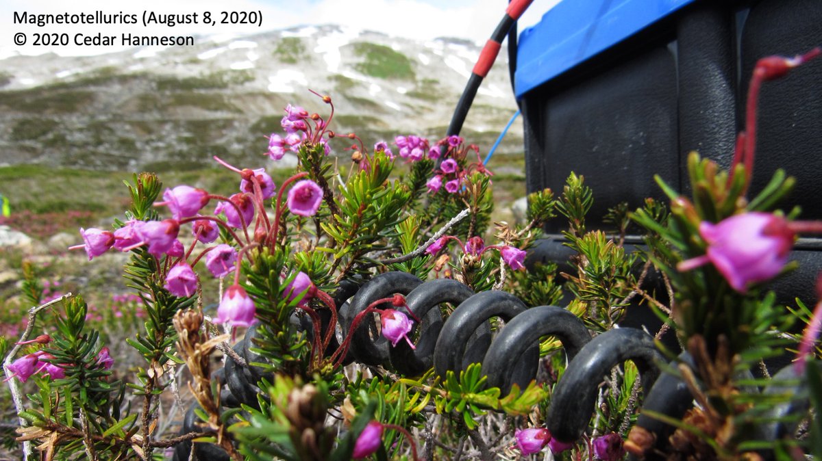 CedarHanneson's tweet photo. Leading up to the #FESResearchShowcase, November 23-27 on Twitter, I will be posting a photo each day from my 2020 fieldwork at #MountMeager. I'll start with a close-up shot of a magnetotelluric station installed in an alpine meadow on August 8, 2020. #Geophysics https://t.co/NZ1SYyvygu